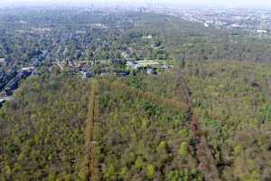 Lisière de la foret de Soigne, à Uccle