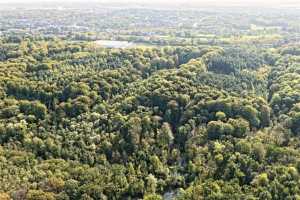 Bois de Lauzelle, Louvain-la-Neuve