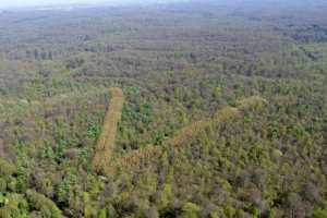 Lisière de la foret de Soigne, à Uccle