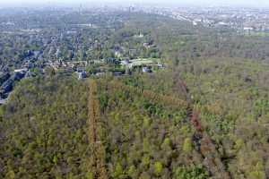 Lisière de la foret de Soigne, à Uccle