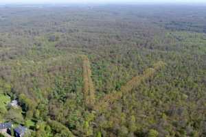 Lisière de la foret de Soigne, à Uccle