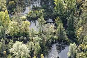 Bois de Lauzelle, Louvain-la-Neuve