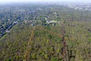 Lisière de la foret de Soigne, à Uccle