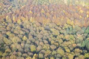 Bois de Hal - Hallerbos