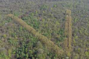 Lisière de la foret de Soigne, à Uccle