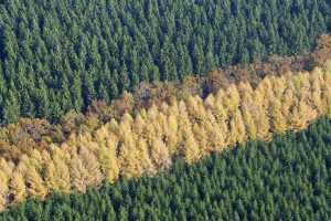 Couleurs d'automne en forêt