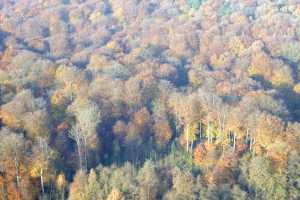 Bois de Hal - Hallerbos