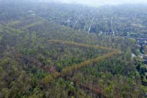 Lisière de la foret de Soigne, à Uccle