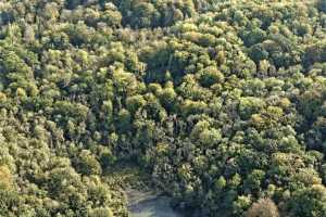 Bois de Lauzelle, Louvain-la-Neuve