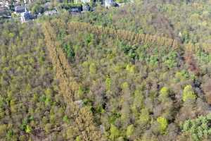 Lisière de la foret de Soigne, à Uccle