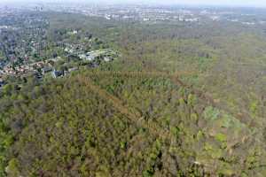 Lisière de la foret de Soigne, à Uccle