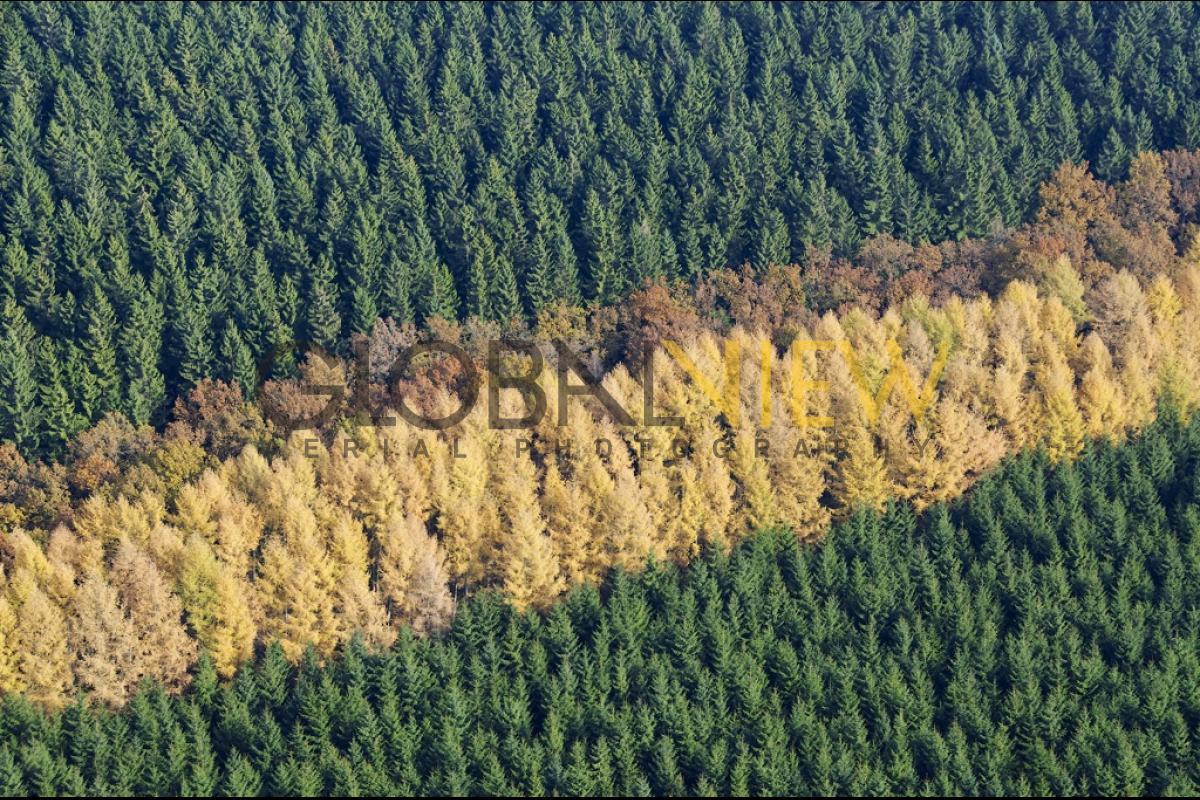 Couleurs d'automne en forêt