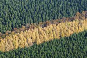 Couleurs d'automne en forêt