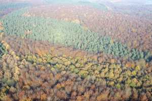 Bois de Hal - Hallerbos