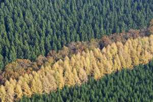 Couleurs d'automne en forêt