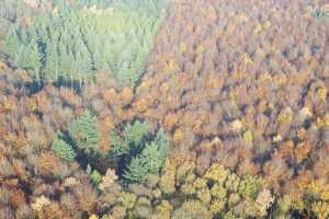 Bois de Hal - Hallerbos