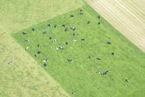 Vaches dans un pré