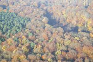 Bois de Hal - Hallerbos