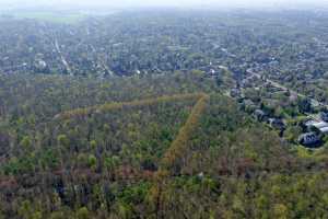 Lisière de la foret de Soigne, à Uccle