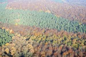 Bois de Hal - Hallerbos