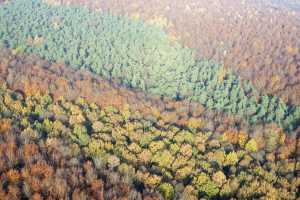 Bois de Hal - Hallerbos