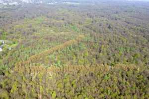 Lisière de la foret de Soigne, à Uccle