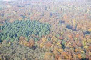 Bois de Hal - Hallerbos