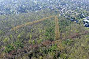 Lisière de la foret de Soigne, à Uccle